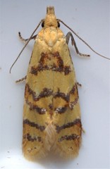 Phtheochroa vitellinana