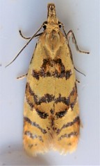 Phtheochroa vitellinana