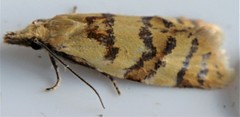Phtheochroa vitellinana