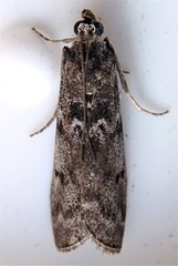 Oreana unicolorella