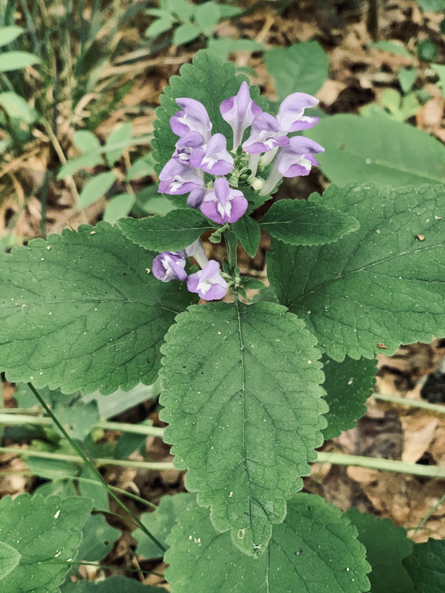 Scutellaria ocmulgee