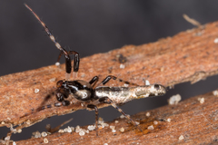 Cyclosa bacilliformis