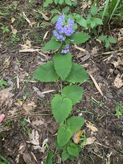 Scutellaria ocmulgee