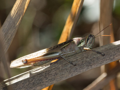Schistocerca pallens