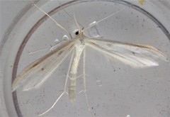 Hellinsia homodactylus