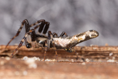 Cyclosa bacilliformis