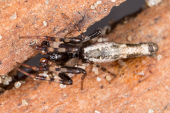 Cyclosa bacilliformis