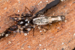 Cyclosa bacilliformis