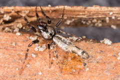 Cyclosa bacilliformis