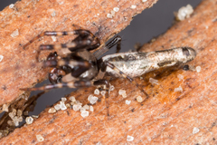 Cyclosa bacilliformis