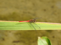 Sympetrum eroticum