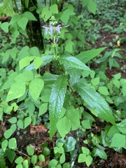 Stachys latidens