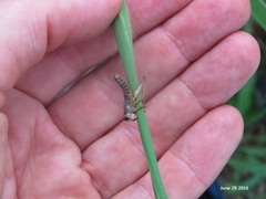 Entomophaga grylli