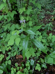 Stachys latidens