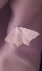 Ourapteryx sambucaria