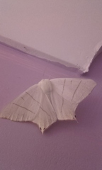 Ourapteryx sambucaria