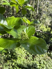 Cordia borinquensis