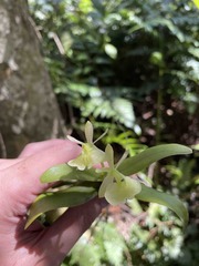 Epidendrum boricuarum