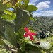 Tabebuia schumanniana - Photo (c) Steve Maldonado Silvestrini, algunos derechos reservados (CC BY-NC), subido por Steve Maldonado Silvestrini