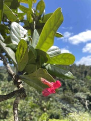 Tabebuia schumanniana