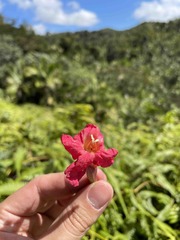 Tabebuia schumanniana
