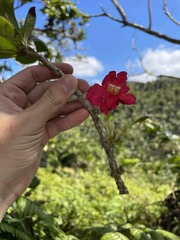 Tabebuia schumanniana