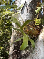 Epidendrum boricuarum