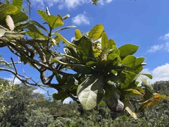 Tabebuia schumanniana