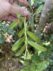 Epidendrum boricuarum