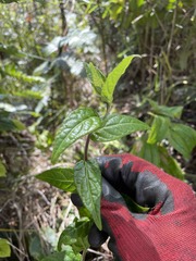 Lepidaploa borinquensis