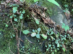 Micranthes petiolaris