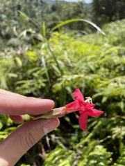 Tabebuia schumanniana