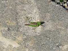 Ognevia longipennis