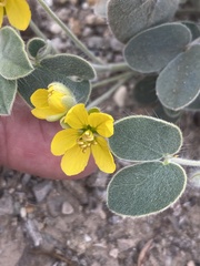 Senna pilosior