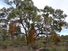 Eucalyptus largiflorens
