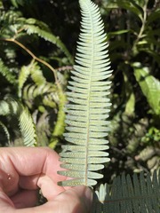 Gleichenella pectinata