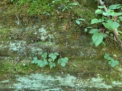 Waldsteinia lobata