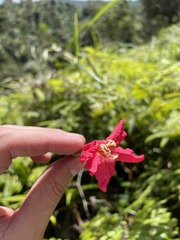 Tabebuia schumanniana