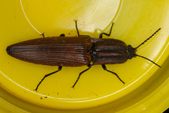 Elatichrosis trisulcatus