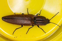 Elatichrosis trisulcatus