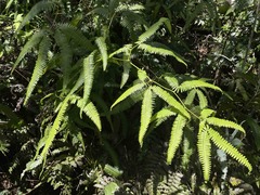 Gleichenella pectinata