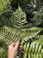 Cyathea borinquena