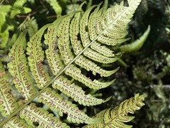 Cyathea borinquena