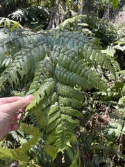 Cyathea borinquena