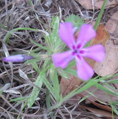 Phlox cuspidata