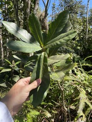 Tabebuia schumanniana