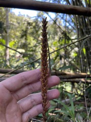 Prescottia stachyodes