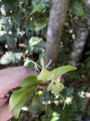 Epidendrum boricuarum