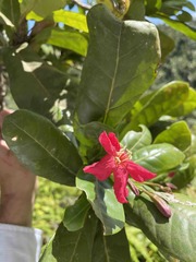 Tabebuia schumanniana