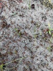 Xyris flabelliformis